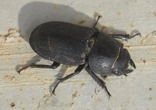 Réf. 227 458 : Dorcus parallelipipedus